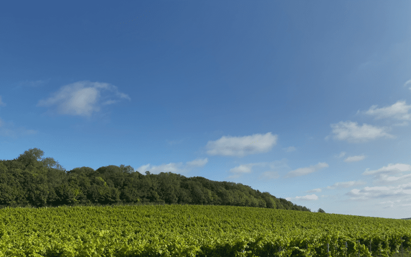 Cobble Hill Vineyard